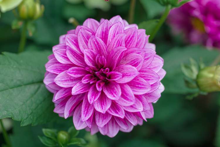 Dahlia 'Blue Bell'